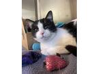 L-flounder, Domestic Shorthair For Adoption In Nanaimo, British Columbia