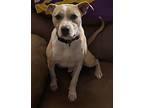 Ace 24, American Staffordshire Terrier For Adoption In Brookhaven, Mississippi
