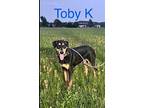 Toby K, Doberman Pinscher For Adoption In Chatham, New Jersey