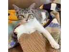Mixie #sister-of-moji, Domestic Shorthair For Adoption In Houston, Texas