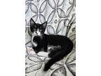 Wonka, Domestic Shorthair For Adoption In Tucson, Arizona