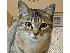 Moji #sister-of-mixie, Domestic Shorthair For Adoption In Houston, Texas