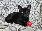 Lorelei Lee, Domestic Shorthair For Adoption In Tucson, Arizona