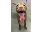 Rocky, American Pit Bull Terrier For Adoption In Valley View, Ohio