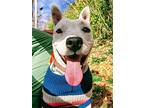 Alba, American Pit Bull Terrier For Adoption In Germantown, Ohio