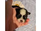 Chihuahua Puppy for sale in Marion, VA, USA