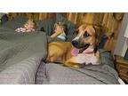 Duke Pearl loves cuddles and kids Labrador Retriever Adult Male
