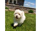 Maltese Puppy for sale in New Haven, IN, USA