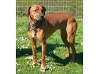 Daisy Mixed Breed (Large) Young Female