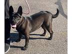 YARA French Bulldog Adult Female