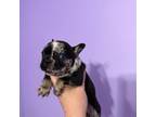 French Bulldog Puppy for sale in Russellville, AR, USA