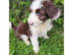 Aussiedoodle Puppy for sale in Jeromesville, OH, USA