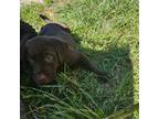Labrador Retriever Puppy for sale in Mineral Wells, TX, USA