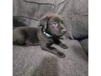 Labrador Retriever Puppy for sale in Mineral Wells, TX, USA