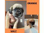 Pug/Cavapoo Mix