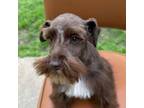 Schnauzer (Miniature) Puppy for sale in Siler City, NC, USA