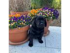 Labrador Retriever Puppy for sale in Madisonville, KY, USA