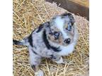 Miniature Australian Shepherd Puppy for sale in Milton, WI, USA