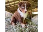 Australian Shepherd Puppy for sale in Dahlonega, GA, USA