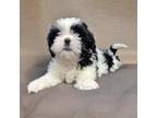 Candy-AKC Shih tzu