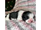 Shih Tzu Puppy for sale in Mooresville, NC, USA