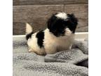 Shorkie Tzu Puppy for sale in Colbert, GA, USA