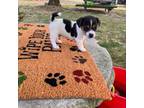 Parson Russell Terrier Puppy for sale in Nashville, NC, USA