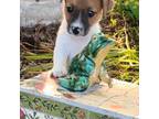 Parson Russell Terrier Puppy for sale in Nashville, NC, USA