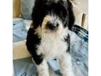 Mutt Puppy for sale in New London, MN, USA