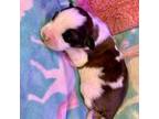 Saint Bernard Puppy for sale in Auburn, WA, USA