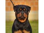 Rottweiler Puppy for sale in Roscoe, IL, USA