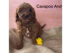Cavapoo Puppy for sale in Rochester, NY, USA