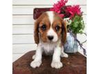 Cavalier King Charles Spaniel Puppy for sale in Pleasant Hope, MO, USA