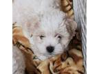 Bichon Frise Puppy for sale in Gloucester, VA, USA