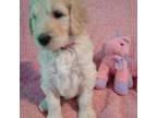 Mutt Puppy for sale in Clio, SC, USA