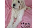 Stingray - Memorial Day Sale!