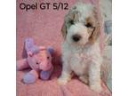 Mutt Puppy for sale in Clio, SC, USA