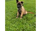 Mutt Puppy for sale in New Freedom, PA, USA