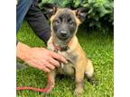 Mutt Puppy for sale in New Freedom, PA, USA