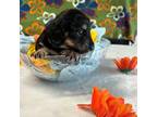 Dachshund Puppy for sale in Leesburg, FL, USA
