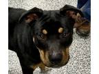 Adopt Loosiee a Rottweiler