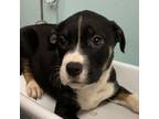 Adopt Eliza Doolittle a Terrier