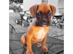 Boxer Puppy for sale in Fort Myers, FL, USA