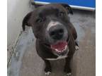 Adopt Reagan a Pit Bull Terrier, Mixed Breed