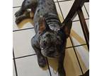 French Bulldog Puppy for sale in Buckeye, AZ, USA