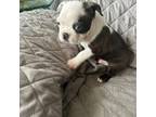 Boston Terrier Puppy for sale in Sebring, FL, USA