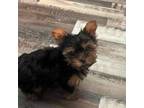 Yorkshire Terrier Puppy for sale in Cameron, OK, USA