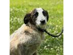 Adopt Vanessa a German Wirehaired Pointer