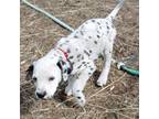 Dalmatian Puppy for sale in Oroville, WA, USA