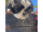 Male shih tzu